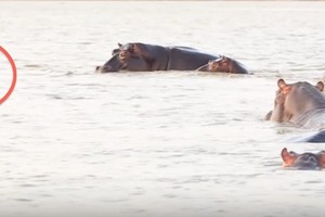 Bực mình vì bị làm phiền, hà mã tấn công cá mập