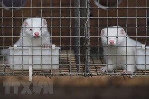 Chồn được nuôi tại trang trại ở tỉnh Hà Bắc, Trung Quốc. (Ảnh: AFP/TTXVN).