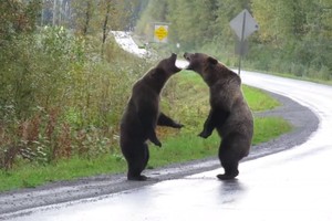 Gấu xám choảng nhau giữa đường cao tốc