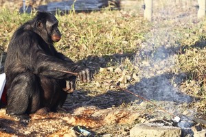 Chú vượn biết nhóm bếp, nấu nướng lành nghề như con người