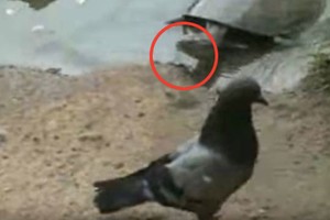 Tưởng như vô hại, rùa tóm gọn con chim bồ câu làm thịt