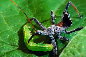 Cận cảnh bọ sát thủ hạ gục con mồi bằng chất độc chết người