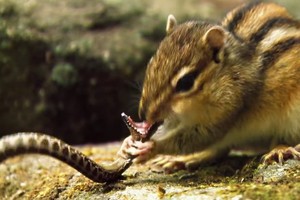 Hai trạng thái đối nghịch giữa kẻ đi săn rắn độc và kẻ bị rắn độc săn của loài sóc chuột