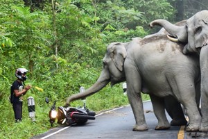 Chọc giận bầy voi hoang dã, người đàn ông phải quỳ lạy xin tha mạng
