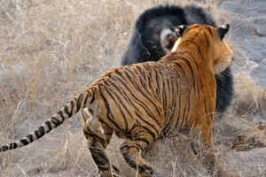 Hợp lực đi săn, đàn hổ hạ gục con gấu to lớn trong “nháy mắt“