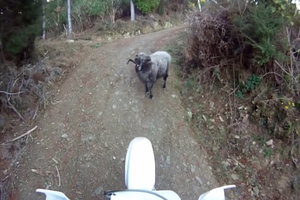 Không được nhường đường, con cừu nổi điên húc anh thanh niên chạy “té khói“