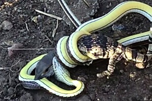 Thằn lằn đại chiến với rắn săn mồi hơn 2 giờ đồng hồ và cái kết "thảm thương"