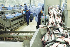 Xuất khẩu cá tra chịu tác động kép