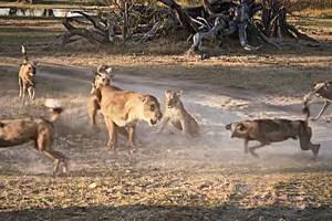 Bảo vệ con nhỏ, sư tử mẹ liều mình chiến đấu với đàn chó hoang hơn chục con