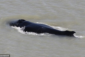 Hy hữu đàn cá voi lưng gù bơi lạc vào dòng sông cá sấu tại Úc