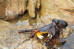 Tìm kiếm dưới đáy biển chưa đủ, bạch tuộc phi thân lên cạn săn mồi