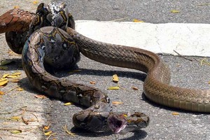 Trận chiến đường phố "một mất một còn" giữa rắn hổ mang chúa và trăn gấm