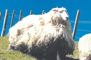 Học thói lười nhác, cừu "Shrek 2" sở hữu bộ lông khổng lồ sau 5 năm bỏ trốn trong rừng