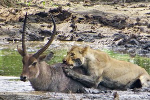 Sư tử thi triển kỹ năng săn mồi "cực đỉnh" dưới nước