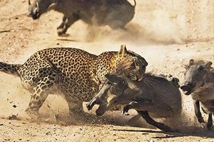 Thước phim quý hiếm ghi lại một pha "rình rập" săn mồi tạo nên thương hiệu của loài báo châu Phi