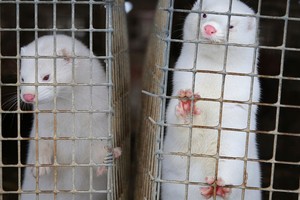 Hơn 8.000 con chồn chết vì nhiễm Covid-19 tại Mỹ