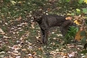 Linh miêu đen huyền bí do đột biến gen "siêu hiếm" trong tự nhiên bị bắt gặp tại bang Vermont