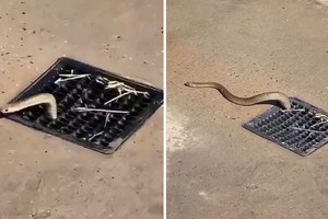 Rợn người khoảnh khắc loài rắn độc nguy hiểm nhất nước Úc bò lên từ nắp cống nơi bãi biển đông người