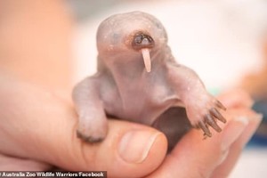 Thú lông nhím mồ côi mẹ ngay sau sinh, gây "bão" trên mạng xã hội vì vẻ ngoài đáng yêu