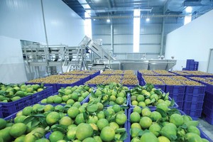 Các doanh nghiệp xuất khẩu rau quả đang tăng tốc dịp cuối năm. Trong ảnh: Nhà máy chế biến nước hoa quả của TH tại Mộc Châu.