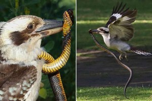 Đụng nhầm phải con rắn cực độc, chim bói cá bản địa Úc suýt nhận cái kết "đắng"