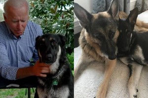 Ông Joe Biden và câu chuyện về chú chó may mắn được nhận nuôi đi vào lịch sử của Nhà Trắng