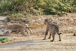 "Quái thú" khổng lồ Anaconda trở thành trò chơi kéo co của mẹ con nhà báo đốm