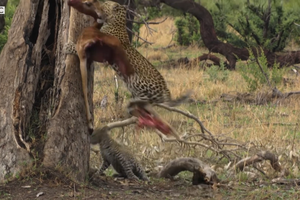 Tham ăn mất cảnh giác, báo hoa mai con suýt trở thành "bữa ăn" của đàn chó hoang châu Phi