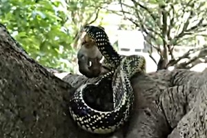 Rắn khổng lồ nuốt chửng 3 mẹ con nhà chuột chỉ trong một cú đớp