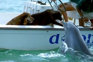 Bất ngờ xuất hiện từ dưới lòng đại dương, hành động của chú cá heo khiến tất cả mọi người phải ngỡ ngàng