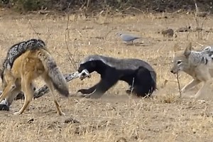 Cùng lúc bị tấn công bởi trăn khổng lồ và chó rừng hung hãn, con vật bé nhỏ tạo ra "phép màu" nhờ bản lĩnh tuyệt vời của mình 