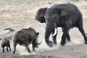 Bị voi "điên" tấn công, tê giác mẹ liều mình chống trả để bảo vệ con