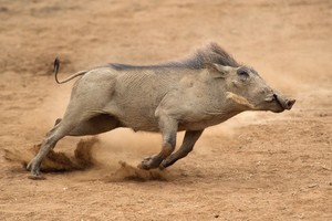 Lợn bướu chạy rất nhanh có thể đạt tới vận tốc 50 km/h.