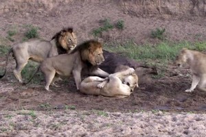 Con trâu sắp bị ăn thịt bỗng dưng sống sót bởi đàn sư tử tự nhiên tấn công lẫn nhau