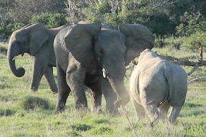 Hùng hổ tấn công đàn voi châu Phi, con tê giác nhận phải cái kết ê chề