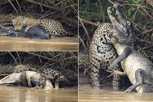 Tinh tế và dũng mãnh, báo đốm giành chiến thắng thuyết phục trước cá sấu khổng lồ 