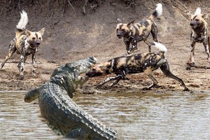 Khí chất của "vị vua đầm lầy", một mình cá sấu chấp hết đàn chó hoang châu Phi chục con hung hãn