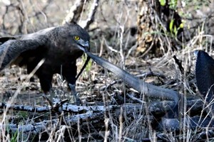 Lạnh lùng, bình tĩnh rắn hổ mang chống đỡ cực "dẻo" trước đợt tấn công dồn dập đến từ chim đại bàng