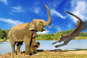 Kịch tính hơn cả phim hành động, đàn voi liều mình giải cứu khỉ con khỏi móng vuốt báo đốm