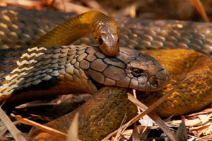 Đụng độ nhầm Vua của loài rắn, con rắn chuột nhận cái kết thảm khốc