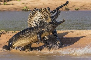 Chiến thuật săn mồi chuẩn xác như trong sách giáo khoa, báo đốm chỉ dùng một chiêu hạ gục cá sấu caiman