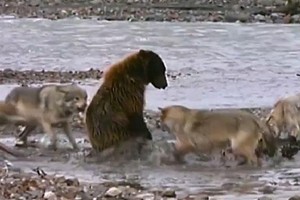 Gấu xám tử chiến với đàn sói 4 con chỉ vì "chiếc bụng đói"