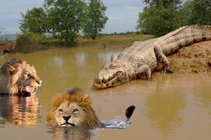 Bơi ngang qua sông, hai con sư tử đực rơi vào trận địa phục kích của cá sấu sông Nin