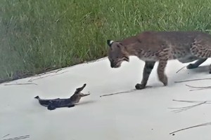 Hung dữ tấn công, con cá sấu bị linh miêu "vả" không trượt phát nào