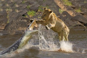 Đói quá hóa liều, sư tử một mình lao vào cướp con mồi của con cá sấu chúa