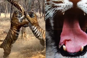 Trận so tài tranh chấp lãnh thổ kịch tính đến nghẹt thở giữa hai con hổ Bengal quý hiếm