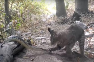 Linh miêu "đả" rắn đuôi chuông cực độc trên đồi Cali