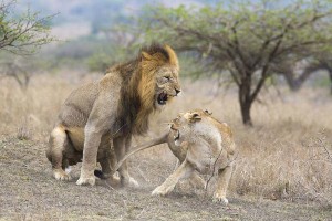 Ngứa mắt trước bầy sư tử cái ăn uống không có phép tắc, sư tử đực đầu đàn ra tay "dạy dỗ"