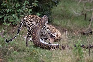 Báo hoa mai suýt bỏ mạng vì chọn trăn đá châu Phi khổng lồ làm con mồi đi săn