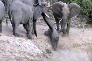 Đoàn kết như voi, cả đàn xúm lại giúp đỡ chú voi nhỏ leo dốc